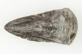 Permian Amphibian (Eryops) Fossil Claw - Texas #197356-2